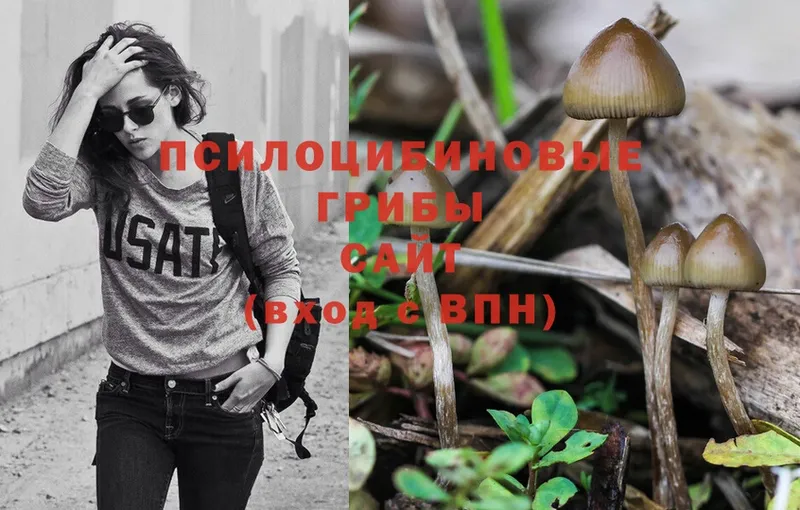 Галлюциногенные грибы Magic Shrooms  где купить наркоту  Зеленоградск 